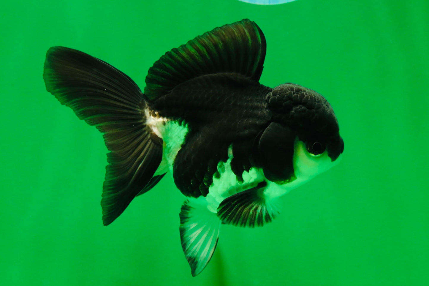 [SINGLE] Panda Oranda Female 4.5 inches #041125_02