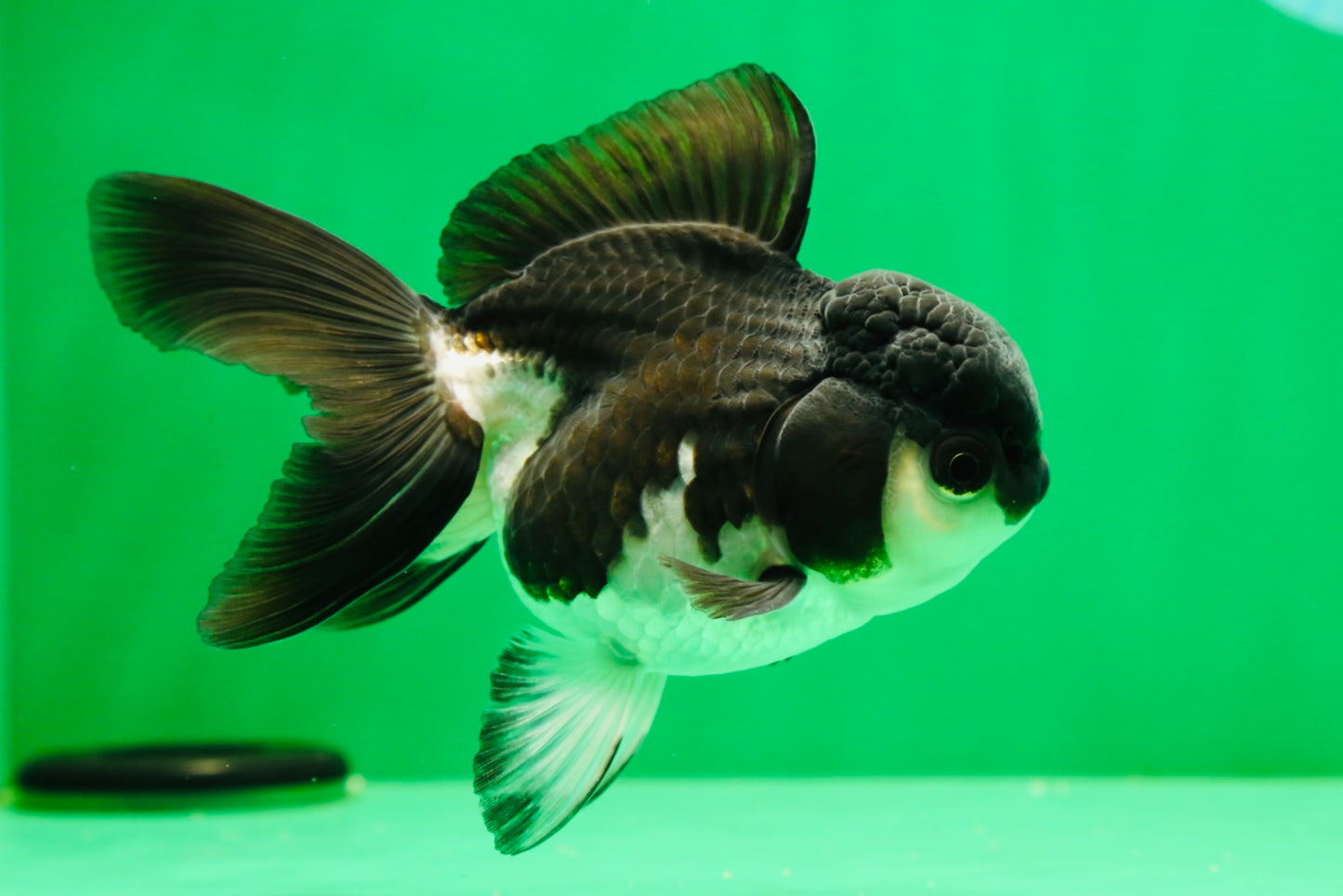 [SINGLE] Panda Oranda Female 4.5 inches #041125_02