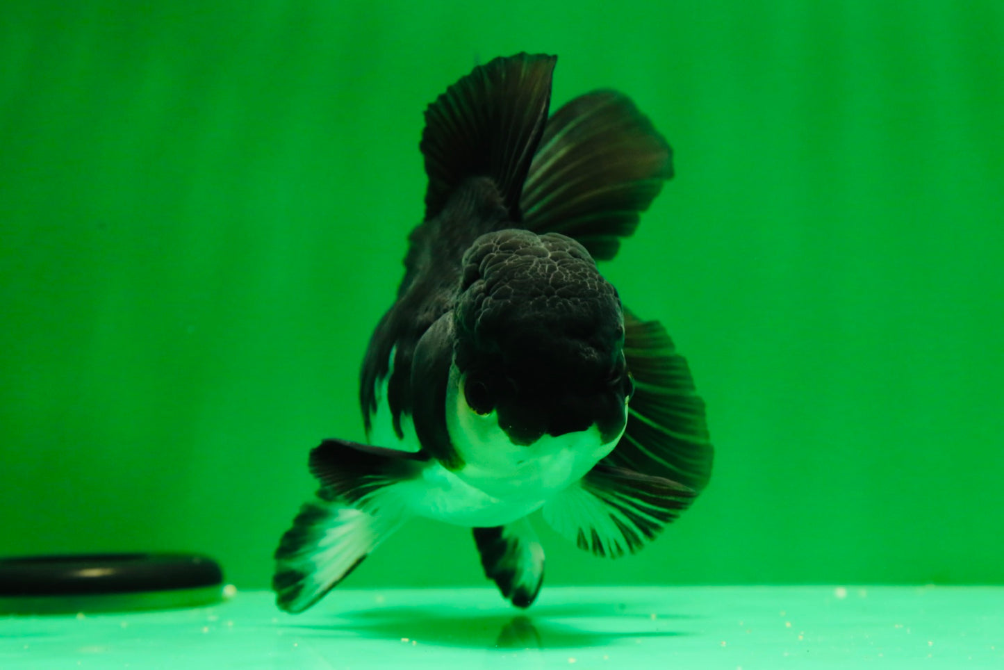 [SINGLE] Panda Oranda Female 4.5 inches #041125_02