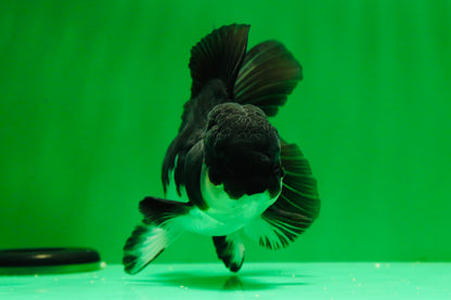[SINGLE] Panda Oranda Female 4.5 inches #041125_02