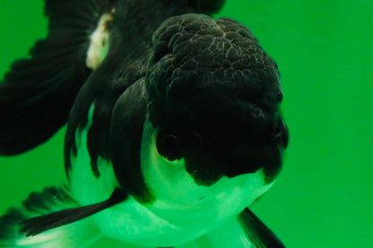 [SINGLE] Panda Oranda Female 4.5 inches #041125_02