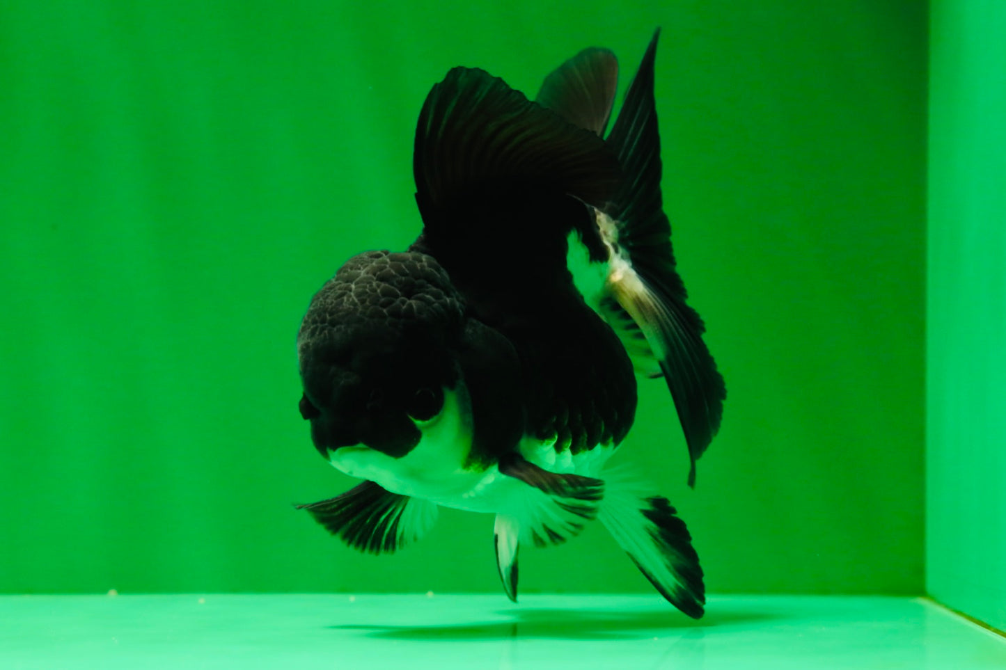 [SINGLE] Panda Oranda Female 4.5 inches #041125_02