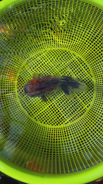 [SINGLE] Calico Oranda Female 4.5-5 inches #110824SGO_22