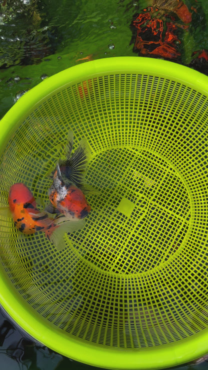 [COUPLE] - Tiger & Calico Oranda 4-4.5 inches #110824CO_19