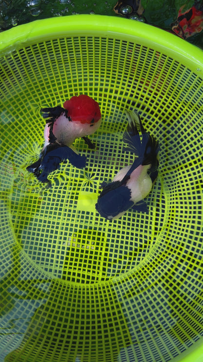 [COUPLE] - Red Head Tricolor & Panda Oranda 4-4.5 inches #110824CO_18