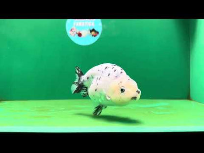 [SINGLE] Pepper Lionchu Female 4.5 inches #062725SL_03