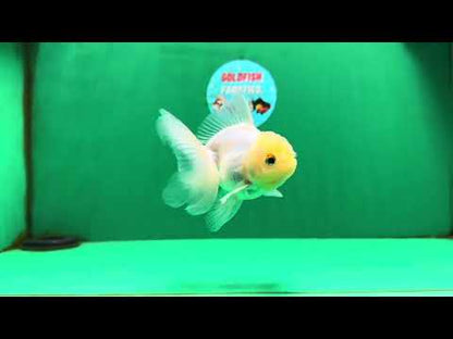 [SINGLE] White Male Oranda 4 inches #101025SO_10
