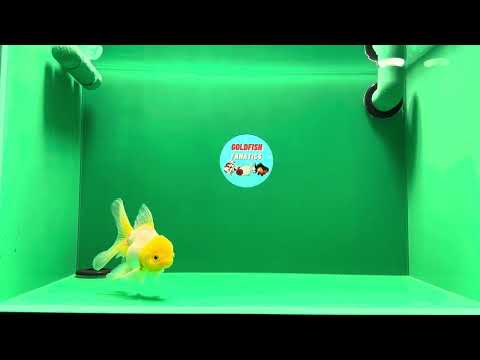 [SINGLE] Lemonhead Oranda Male 4 inches #013125SO_16