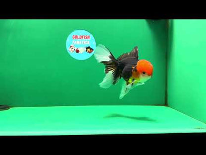 [SINGLE] Tricolor Oranda Male 4.5-5 inches #082225SO_02