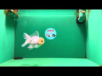[SINGLE] White Button Eyes Oranda Male 4-4.5 inches #080125SO_15