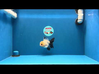 [SINGLE] Panda Button Eyes Oranda Male 4.5 inches #032026SO_10