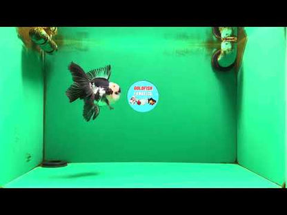 [SINGLE] Panda Oranda Male 4.5 inches #090525SO_04