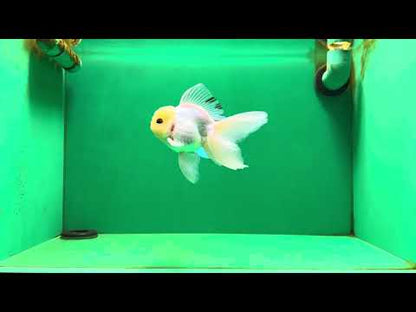 [SINGLE] White Male Oranda 5 inches #080125SO_05