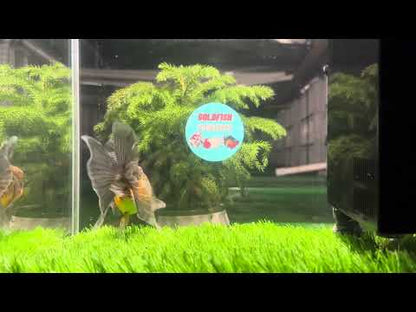 [SINGLE] Kirin Oranda Female size 4.5 inches #112224SO_06