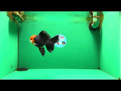 [SINGLE] Tricolor Oranda Male 4.5-5 inches #090525SO_08