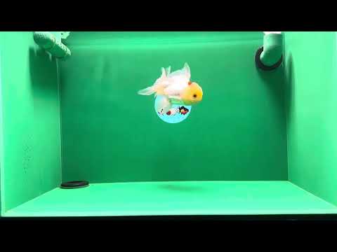 [SINGLE] Lemonhead Oranda Male 4.5-5 inches #032125OR_04
