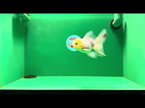 [SINGLE] White Oranda Male 4.5-5 inches #041825SO_03