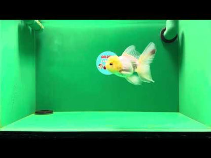 [SINGLE] White Oranda Male 4.5-5 inches #041825SO_03
