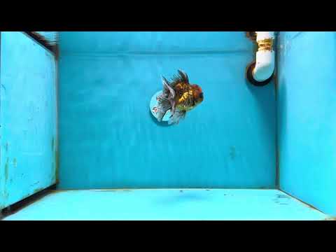 [SINGLE] Tiger Oranda Male 4.5 inches #121324SO_15