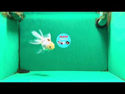 [SINGLE] Tricolor Oranda Female 4.5 inches #111425SO_08