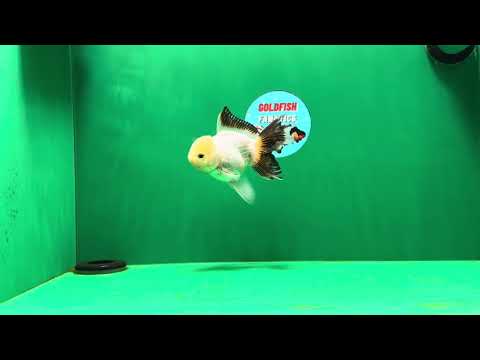 [SINGLE] White Oranda Male 4.5 inches #041825SO_01