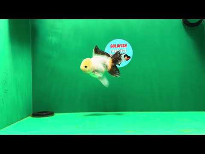 [SINGLE] White Oranda Male 4.5 inches #041825SO_01