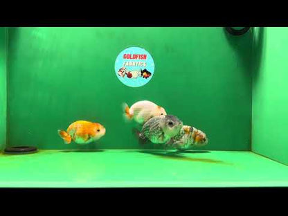 [QUAD] Mix Color Gender : unknown Lionchu 3-4 inches #051625QL_03