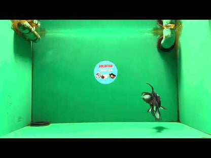 [SINGLE] Panda Oranda Female 4.5 inches #082225SO_10
