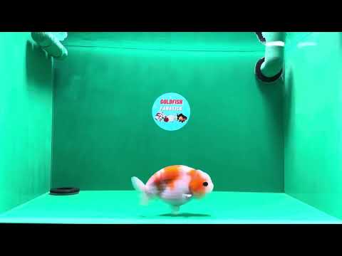 [SINGLE] Perfect Cute Sakura Button Eyes Ranchu Male 4.5 inches #122724SL_12