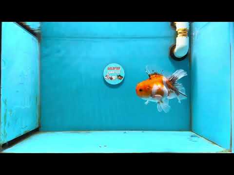 [SINGLE] Sakura Oranda Male 4-4.5 inches #121324SO_05