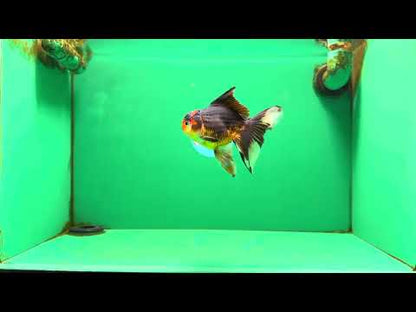 [SINGLE] Tricolor Male 5 inches #101725SO_03