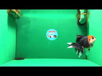 [SINGLE] Tricolor Button Eyes Oranda Female 5 inches #081525SO_12