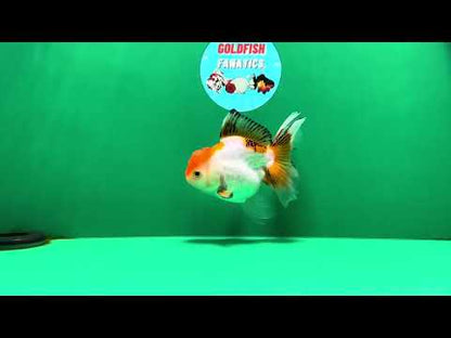 [SINGLE] Tricolor Oranda Female 4.5-5 inches #070425SO_04