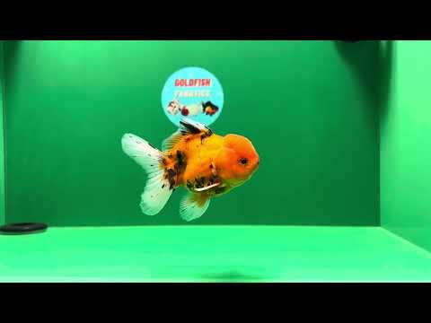 [SINGLE]Tiger Oranda Male 4 inches #013125SO_17