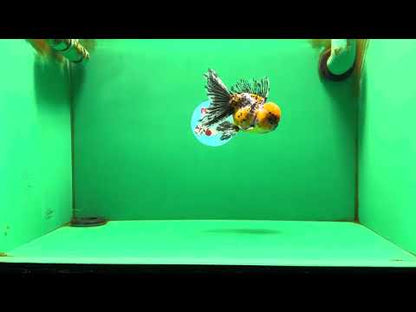 [SINGLE] Tiger Oranda Male 4.5 inches #082225SO_04