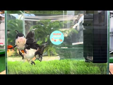 [COUPLE] Panda &amp; Tricolor Oranda size 4.5 inches #111524CO_02