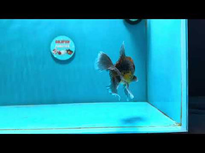 [SINGLE] Kirin Oranda Male 4-4.5 inches #112924SO_16