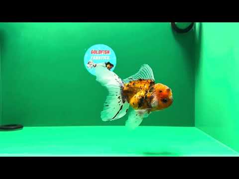 [SINGLE] Tiger Oranda Male 4 .5 #013125SO_19