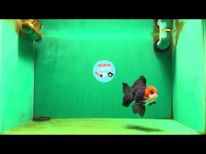 [SINGLE] Tricolor Oranda Male 4-4.5 inches #080825SO_11