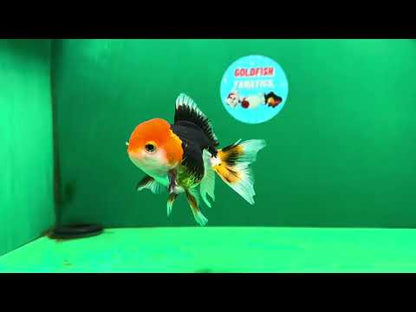 [SINGLE] Tricolor Oranda Male 4-4.5 inches #062725SO_11