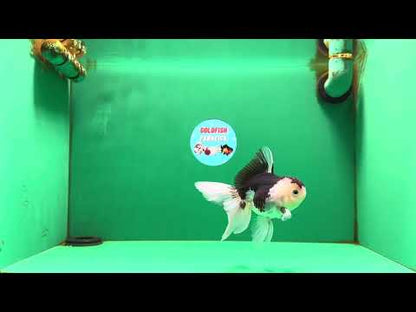 [SINGLE] Panda Oranda Female 4.5 inches #081525SO_11