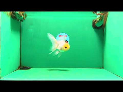 [SINGLE] White Male 5 inches #101725SO_04