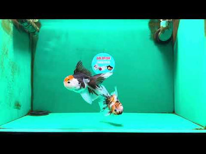 [COUPLE] Tricolor Male & Calico Female Oranda 4-4.5 inches #101025CO_07