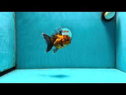 [SINGLE] Tiger Oranda Male 4.5 inches #112924SO_15