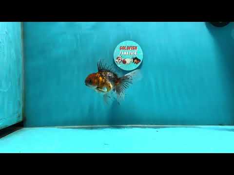 [SINGLE] Calico Oranda Male 4.5 inches #112924SO_14