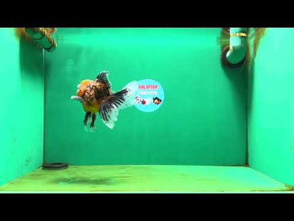 [SINGLE] Tiger Oranda Male 4.5-5 inches #080825SO_08