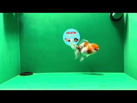 [SINGLE] Sakura Oranda Female 4.5-5 inches #041825SO_07