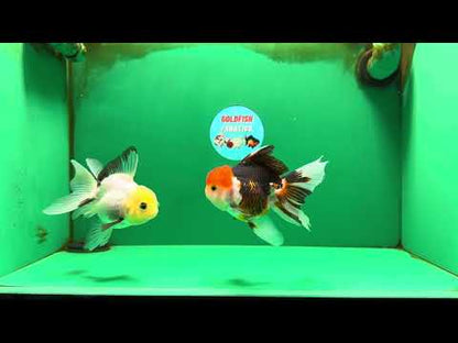 [COUPLE] Tricolor Male & Lemonhead Female 4.5 inches #091925CO_01