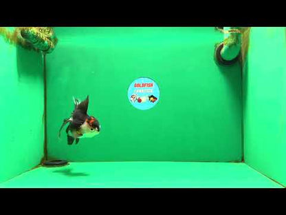 [SINGLE] Tricolor Oranda Female 5 inches #111425SO_05