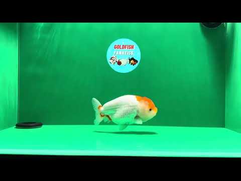[SINGLE] Red White Back Deformed Ranchu Female 4.5-5 inches #122724SL_16